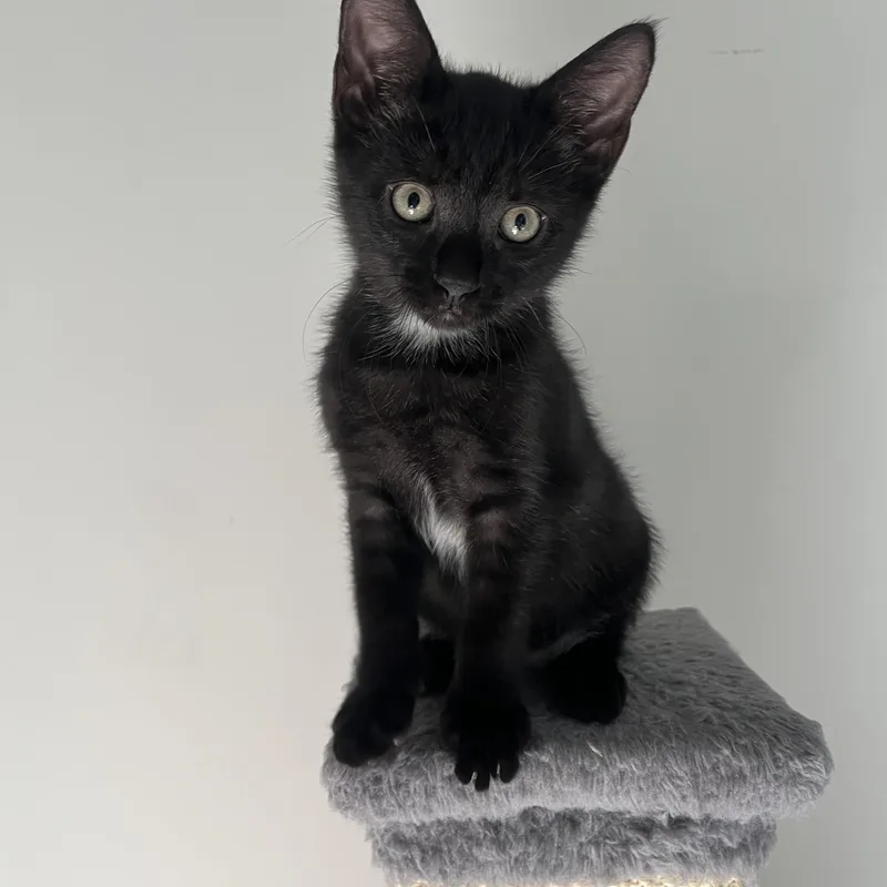 A baby small-sized male Black Domestic Short Hair cat named Robbie for adoption in Alexandria, VA