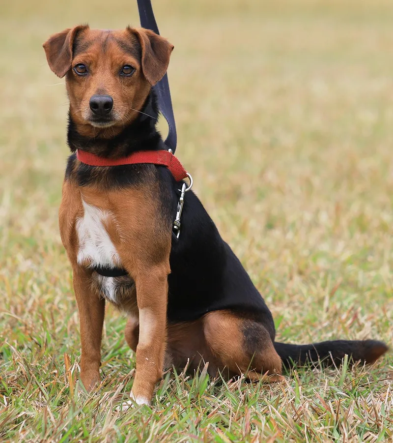 Bert  Medical Hold thumbnail 2