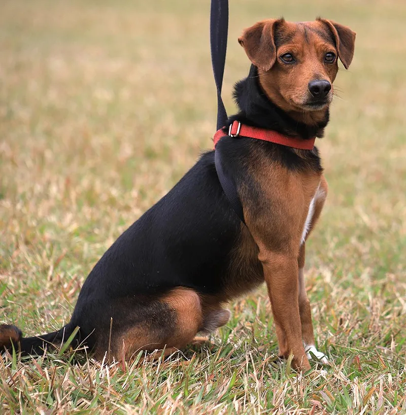 Bert  Medical Hold thumbnail 3