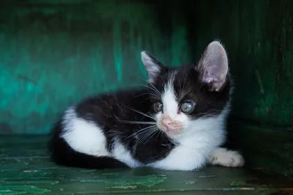 A baby small-sized male Domestic Short Hair cat named Miguel for adoption in San Antonio, TX