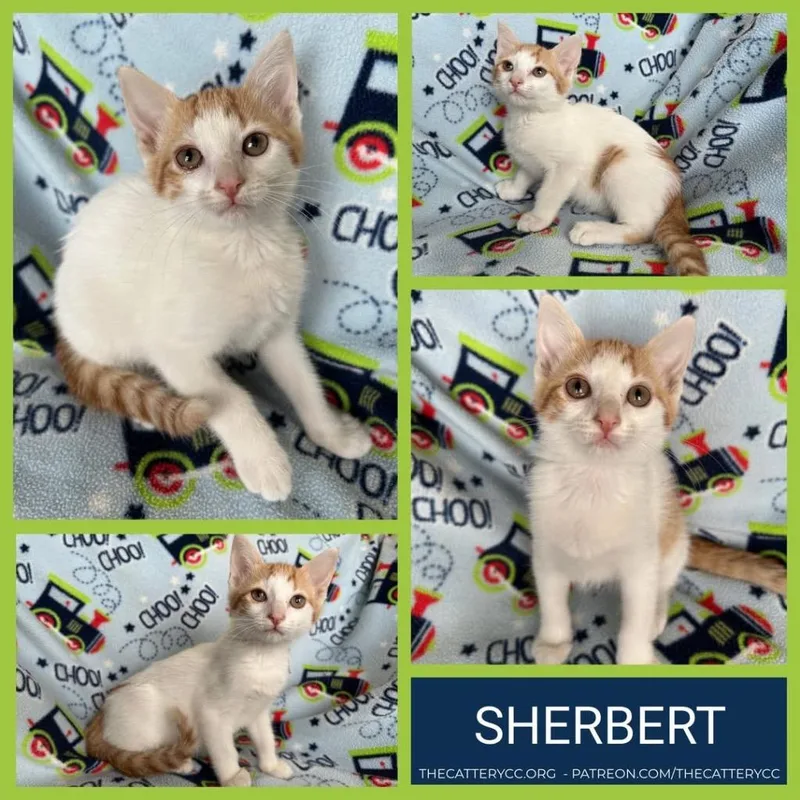 A baby small-sized female Domestic Short Hair cat named Sherbert for adoption in Corpus Christi, TX