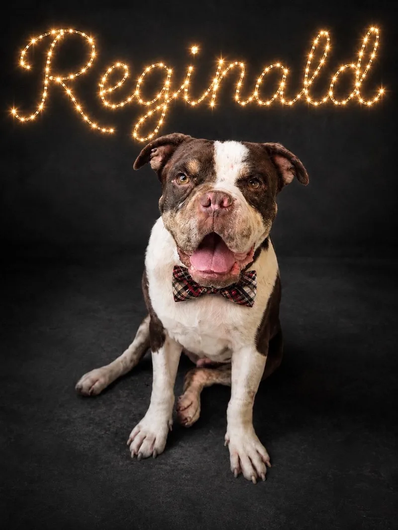 Reginald thumbnail 3