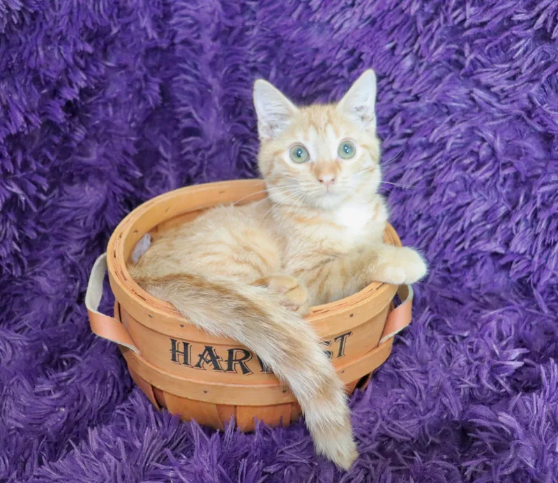 A baby medium-sized female Tabby (Orange / Red) Tabby cat named Ivy for adoption in Saint Augustine, FL