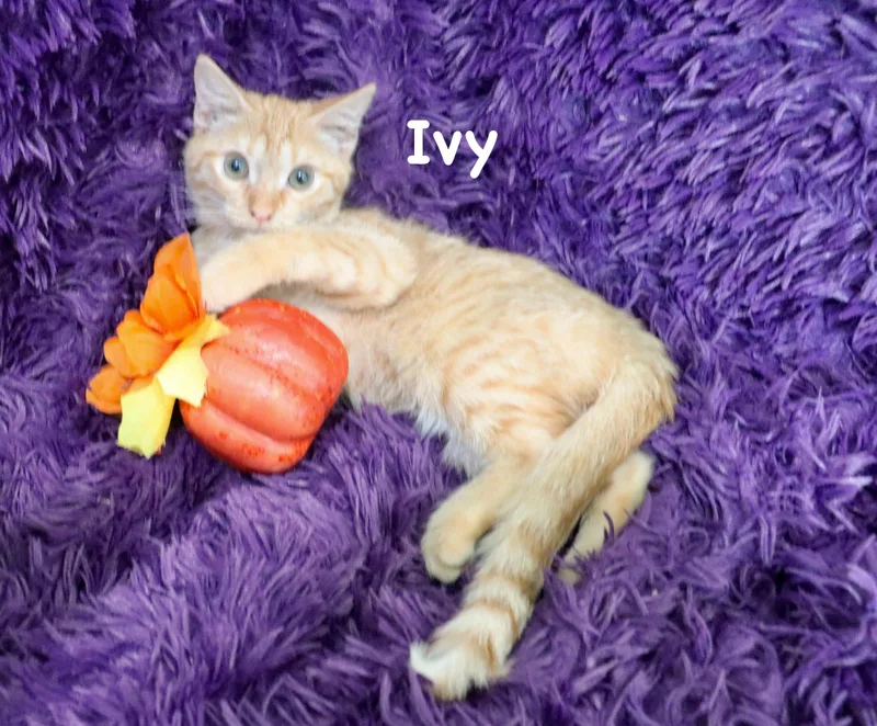 Ivy thumbnail 4