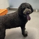 An adult large-sized female Black Labradoodle dog named Stormy for adoption in Hilliard, OH
