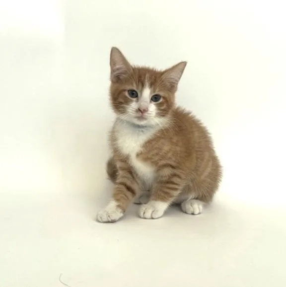 A baby small-sized male Domestic Short Hair cat named Sunflower for adoption in Saint Louis, MO
