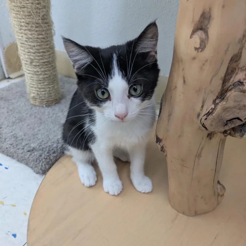 A baby small-sized male Black Domestic Short Hair cat named Burrito for adoption in Hamburg, NY