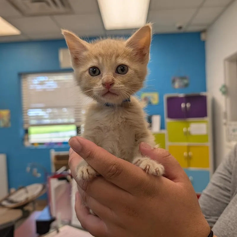 A baby small-sized male Buff / Tan / Fawn Domestic Short Hair cat named Macho Nacho for adoption in Ardmore, OK