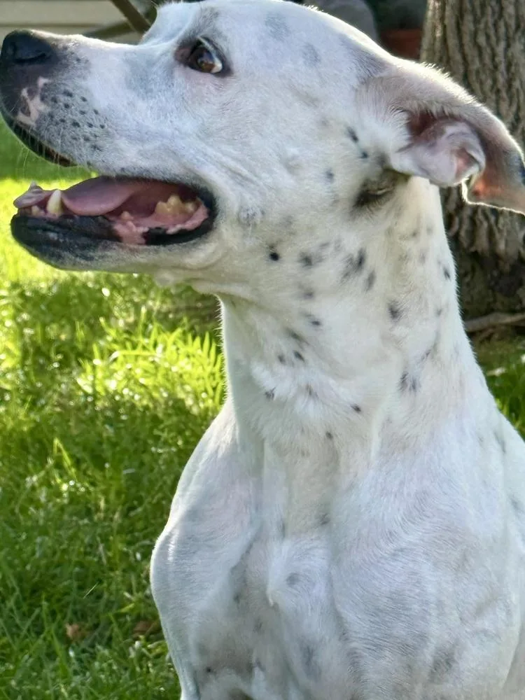 An adult medium-sized female Tricolor (Brown, Black, & White) American Staffordshire Terrier dog named Dottie for adoption in Littleton, CO
