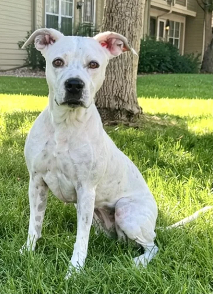 Dottie thumbnail 3