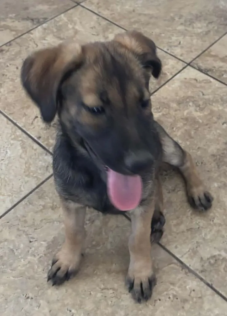 A baby medium-sized female Labrador Retriever dog named Petabytes $ for adoption in Milwaukee, WI