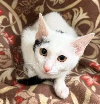 A baby medium-sized female White Domestic Short Hair cat named Pippa for adoption in Lake Monroe, FL
