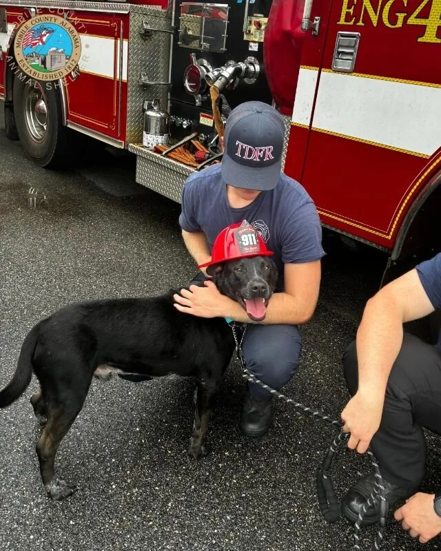 An adult medium-sized male Black Labrador Retriever dog named Spooky for adoption in Mobile, AL