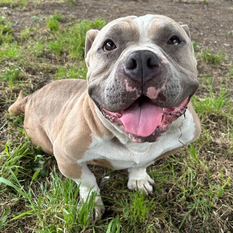 An adult medium-sized male Staffordshire Bull Terrier dog named Doink for adoption in Portland, ME