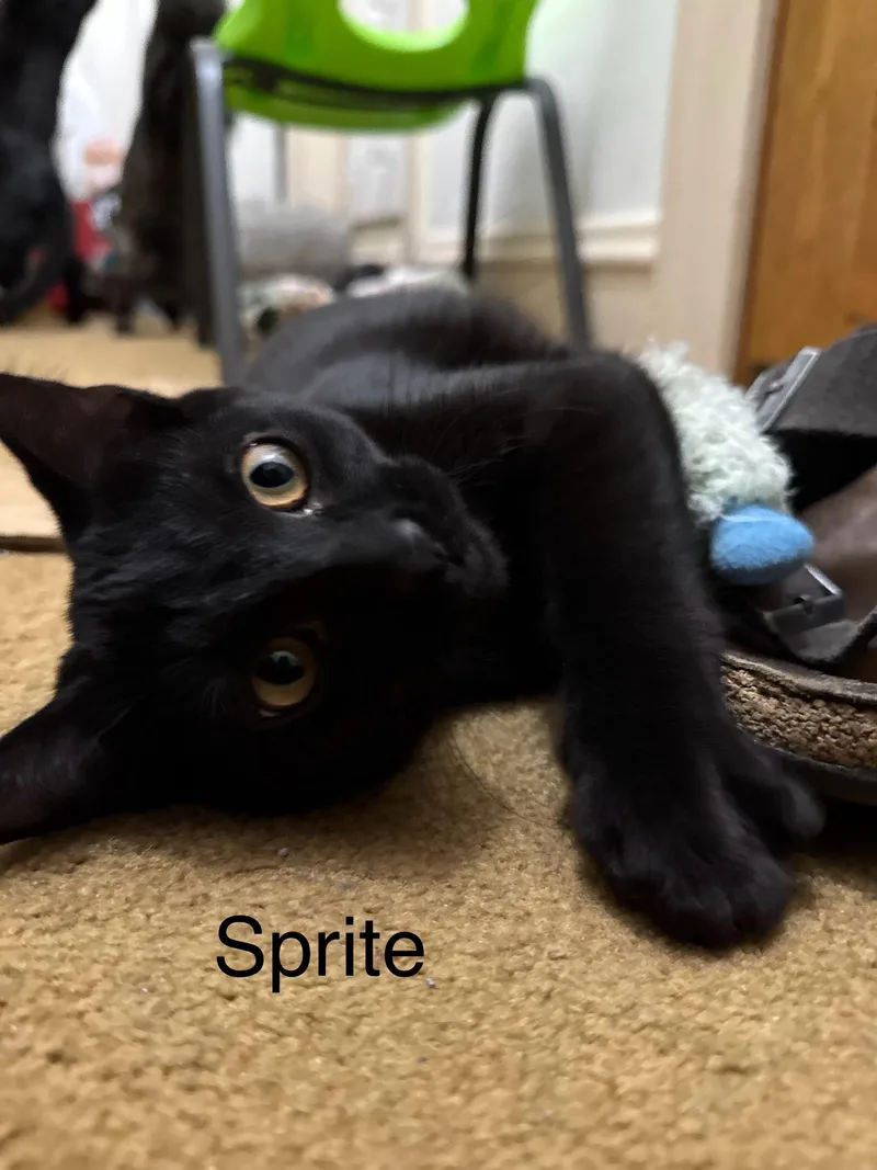 Sprite