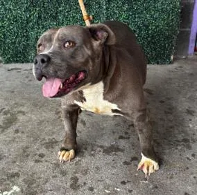An adult medium-sized female Merle (Blue) Pit Bull Terrier dog named Rizza for adoption in El Paso, TX