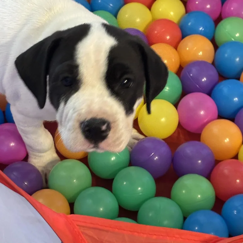 A baby large-sized male Black Pointer dog named Bo for adoption in Hortense, GA
