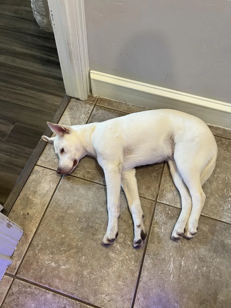 An adult large-sized male White / Cream Mixed Breed dog named Winter for adoption in Athens, TX