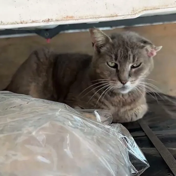 An adult small-sized female Gray / Blue / Silver Domestic Short Hair cat named Janine for adoption in Brooklyn, NY