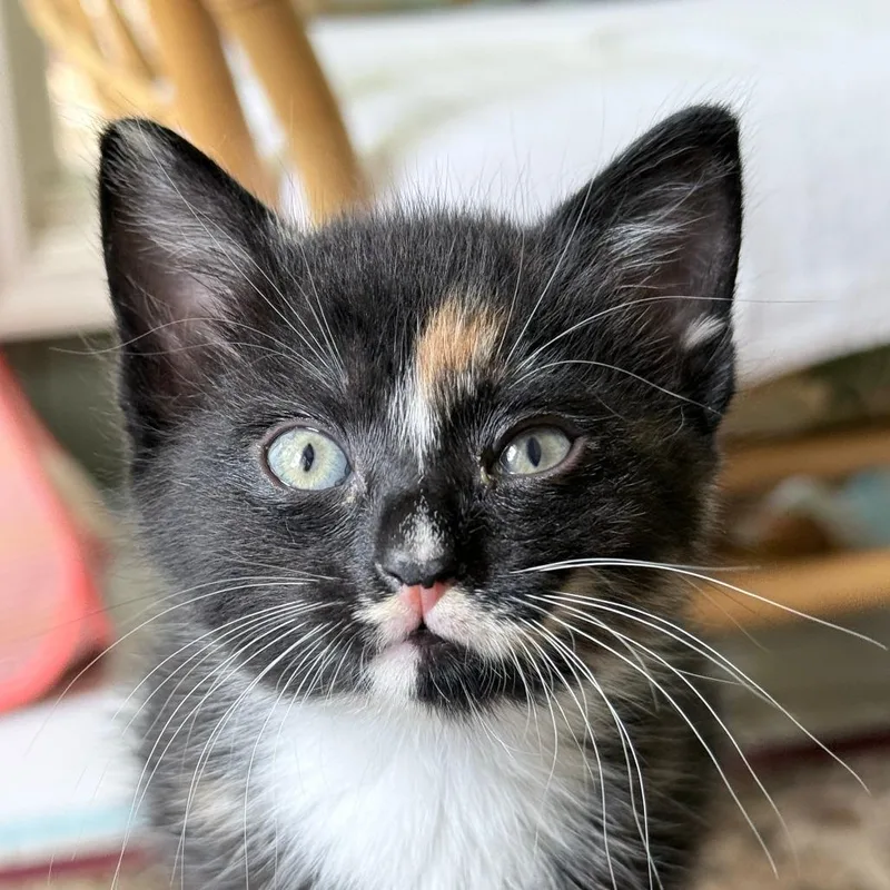 A baby small-sized female Domestic Short Hair cat named Renne aka Nellie for adoption in Cumming, GA