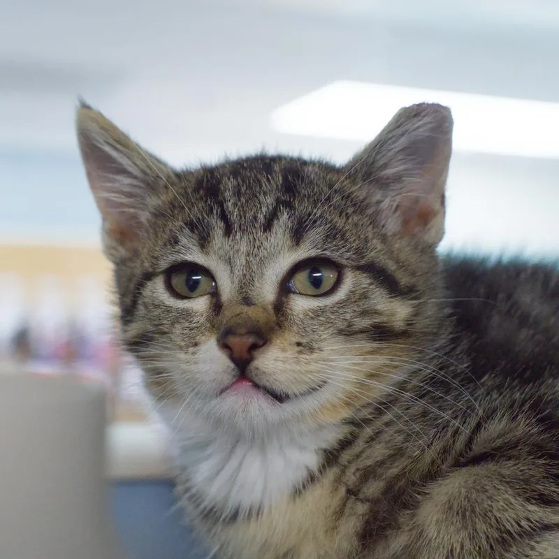 A baby medium-sized female Domestic Short Hair cat named Fade for adoption in Shoreline, WA