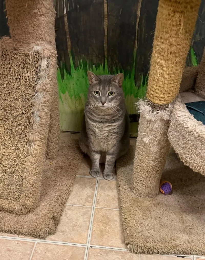 An adult medium-sized female Domestic Short Hair cat named Dolly for adoption in St. James City, FL
