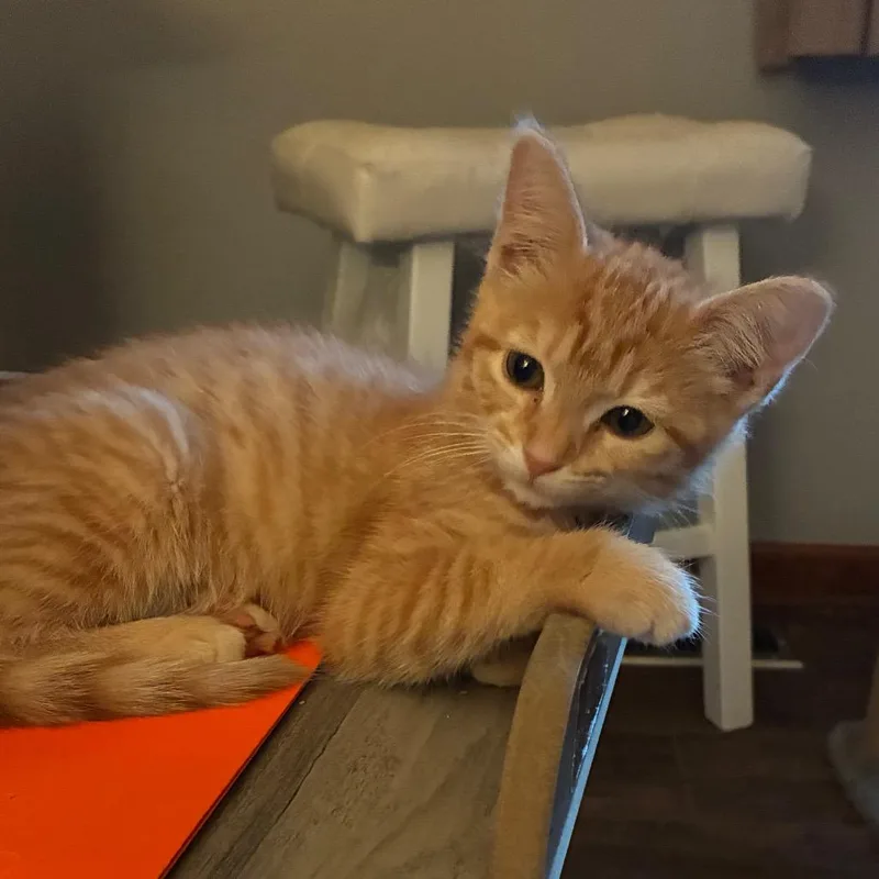 A baby small-sized female Orange / Red Domestic Short Hair cat named Sarafina for adoption in Carmel, IN