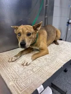 A young medium-sized female Brindle Dutch Shepherd dog named Gigi for adoption in Lake Wylie, SC