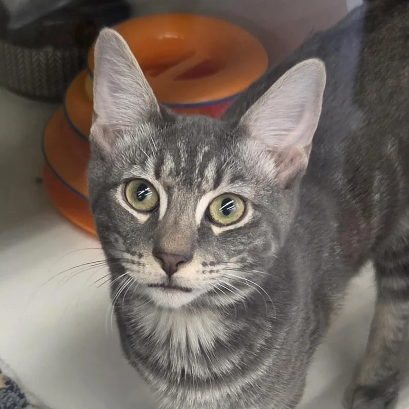 A baby medium-sized male Tabby (Gray / Blue / Silver) Domestic Short Hair cat named Ash for adoption in Green Brook, NJ