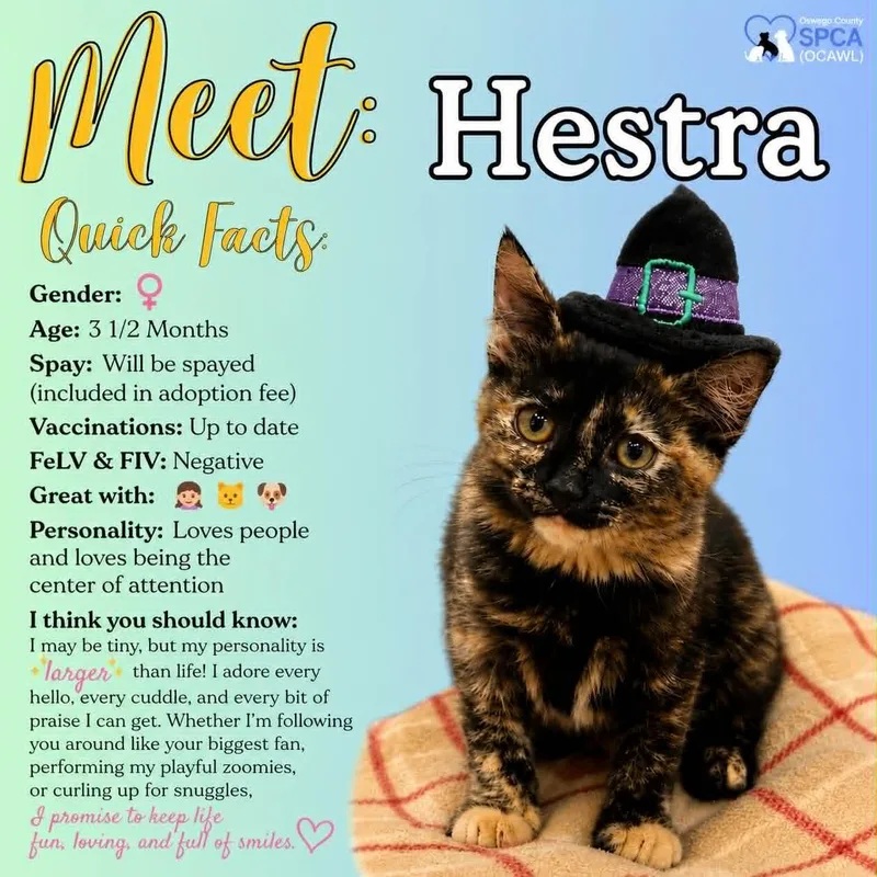 A young medium-sized female Tortoiseshell Domestic Short Hair cat named Hestra for adoption in Fulton, NY