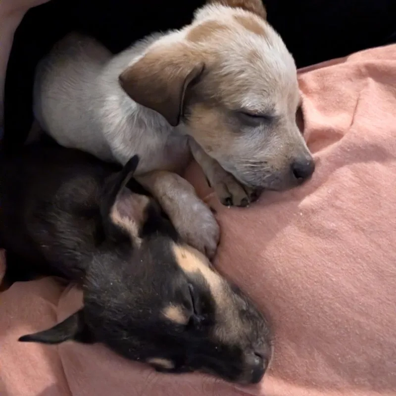 A baby medium-sized female Labrador Retriever dog named Oakley for adoption in Alexandria, VA