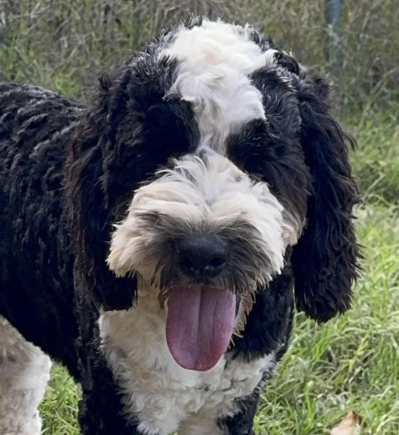 A baby medium-sized male Black Cockapoo dog named Floyd for adoption in Pelham, NH