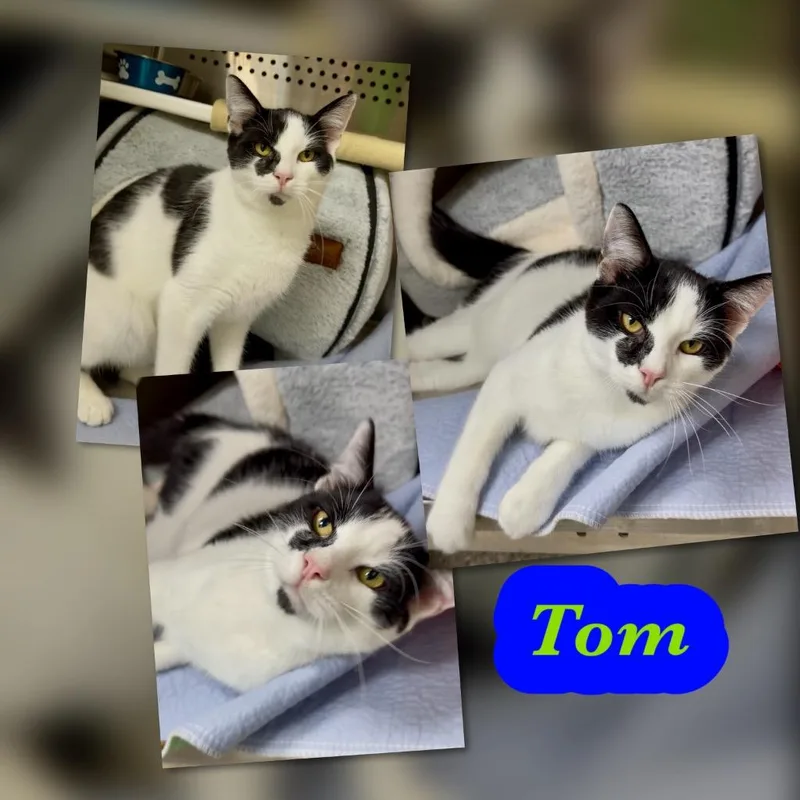 A young small-sized male Domestic Short Hair cat named Tom for adoption in Blountville, TN