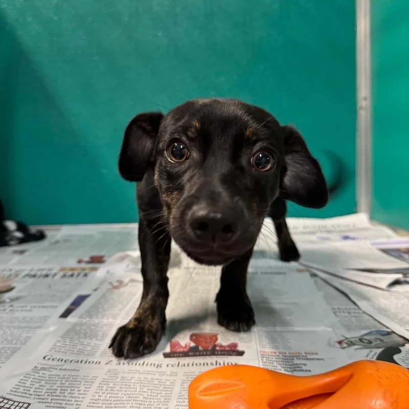 A baby medium-sized male Black Dachshund dog named Pablo for adoption in San Antonio, TX