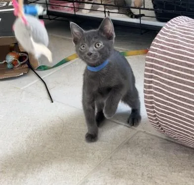 A baby small-sized male Gray / Blue / Silver Russian Blue cat named Mercury & Quicksilver for adoption in Liverpool, TX