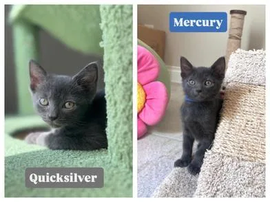 Mercury & Quicksilver thumbnail 2