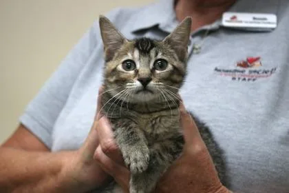 A baby small-sized female Domestic Short Hair cat named Rocky for adoption in Brunswick, GA