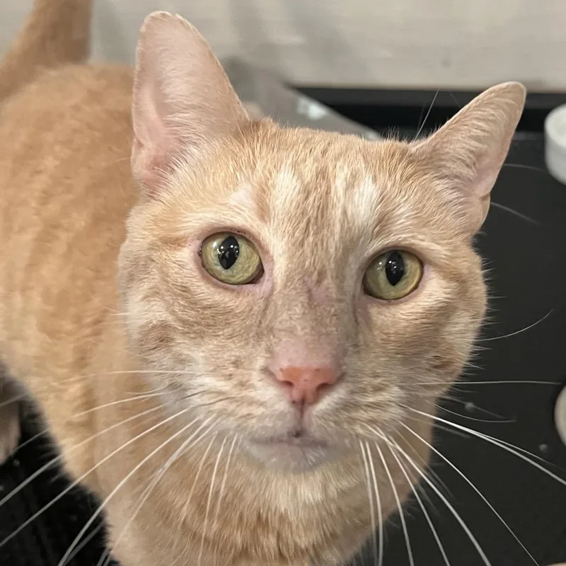 An adult medium-sized female Orange / Red American Shorthair cat named Charlie Girl for adoption in Oceanside, NY