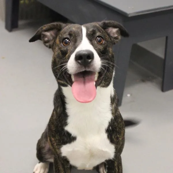 An adult medium-sized female Terrier dog named Clover for adoption in Des Moines, IA