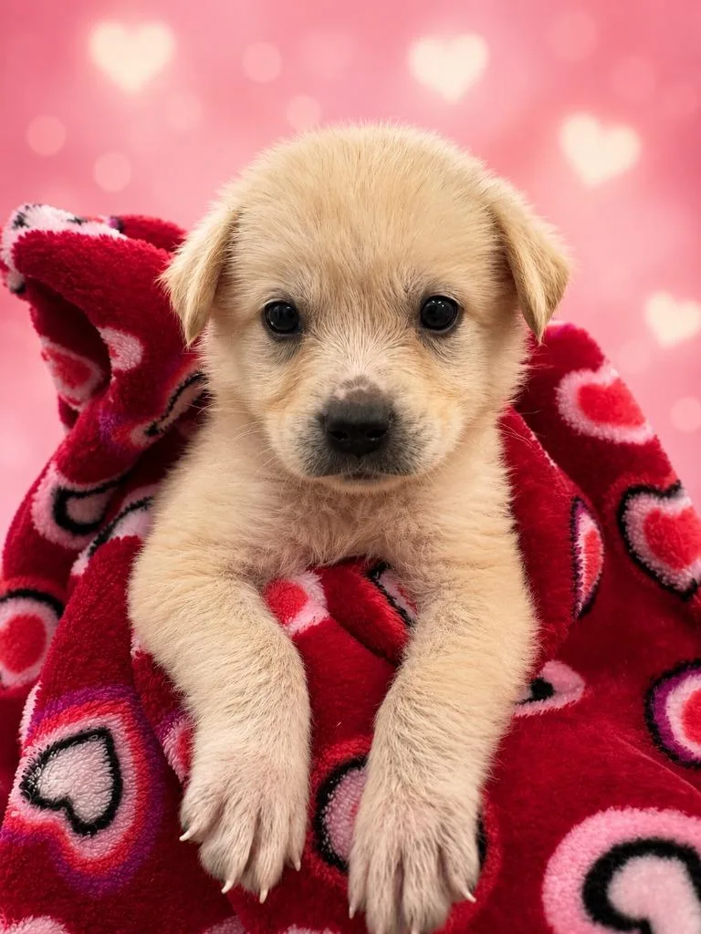 A baby medium-sized female Labrador Retriever dog named Jewel for adoption in East Ridge, TN
