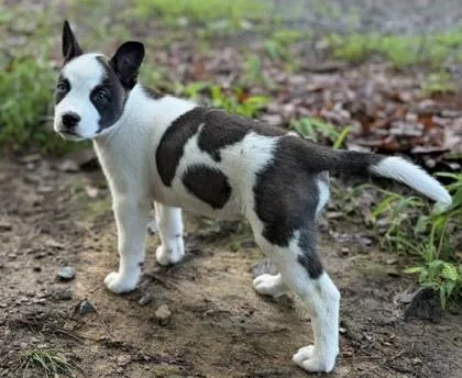 A baby medium-sized female Terrier dog named Lady for adoption in Malvern, PA
