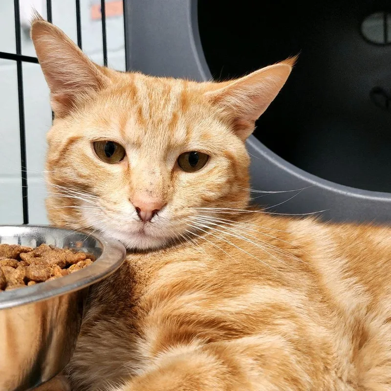 An adult small-sized male Orange / Red Domestic Short Hair cat named Elmo for adoption in Columbus, NC