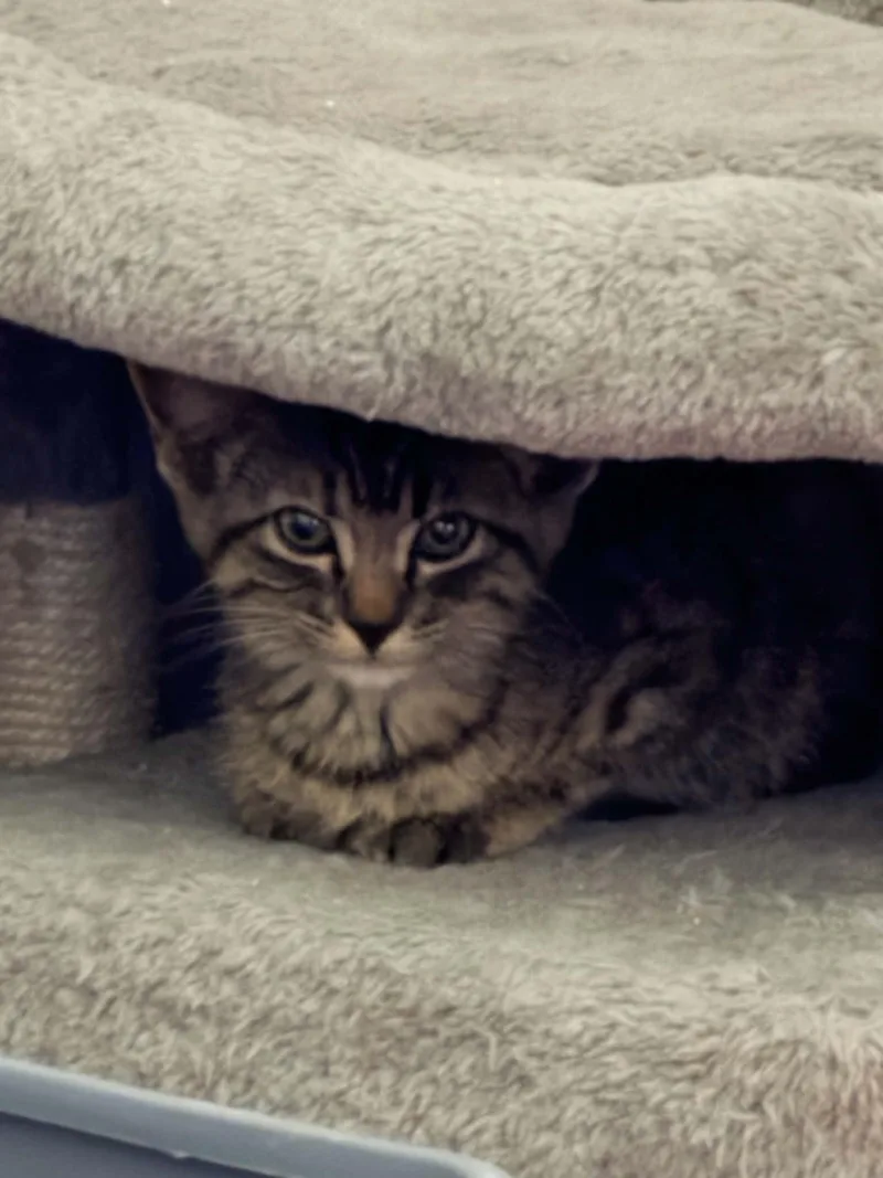 A baby small-sized female Domestic Short Hair cat named Blossom for adoption in Mexico, MO