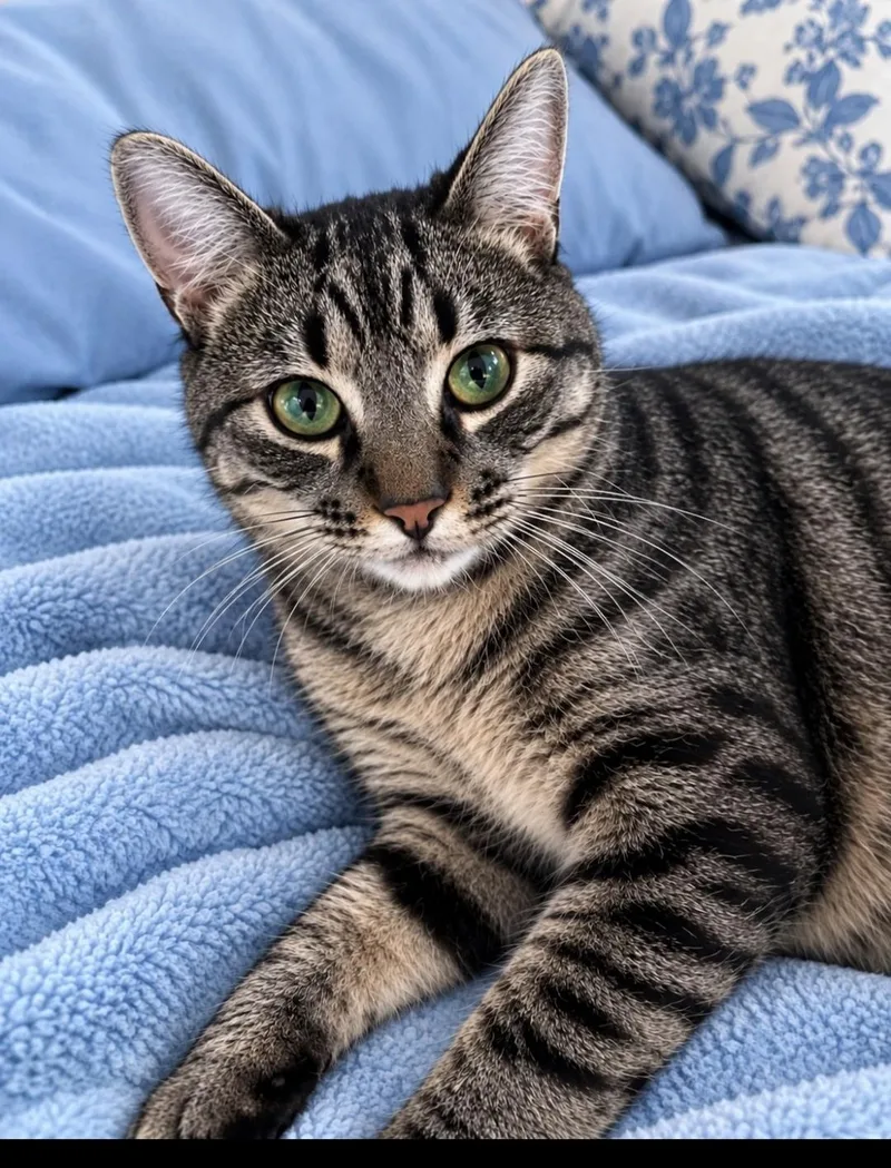 An adult medium-sized male Brown / Chocolate Tabby cat named Ludwig for adoption in Woodland Hills, CA
