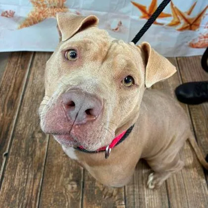 An adult large-sized female Terrier dog named Sandy for adoption in Gastonia, NC