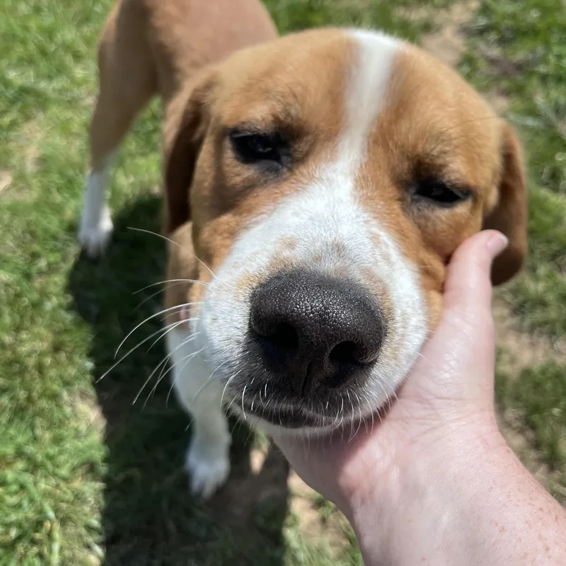 An adult large-sized male Red / Chestnut / Orange Saint Bernard dog named Rodney for adoption in West Jefferson, OH