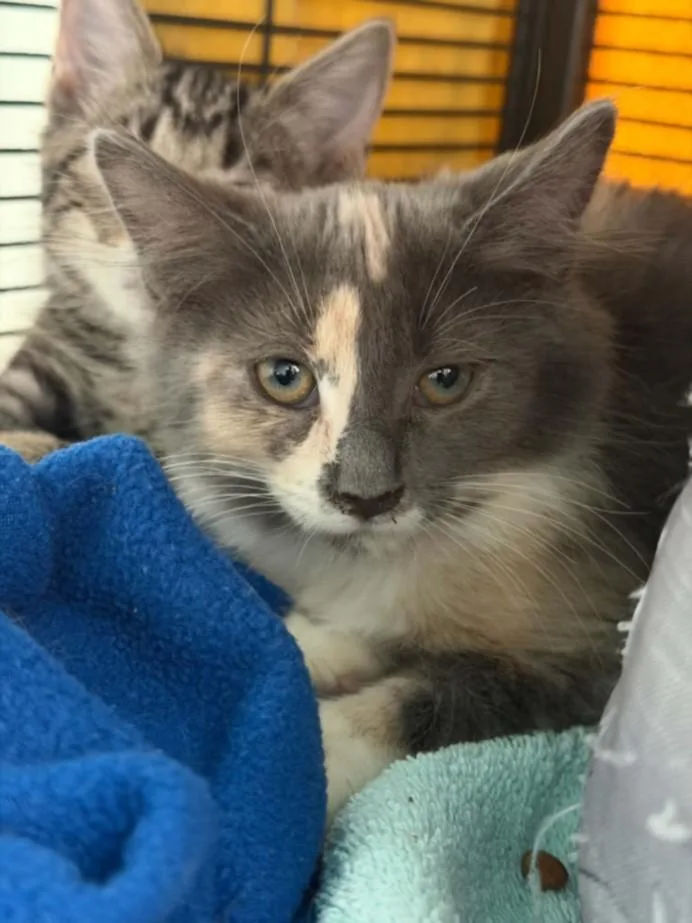 A baby small-sized female Domestic Short Hair cat named Weka for adoption in Hagerstown, MD