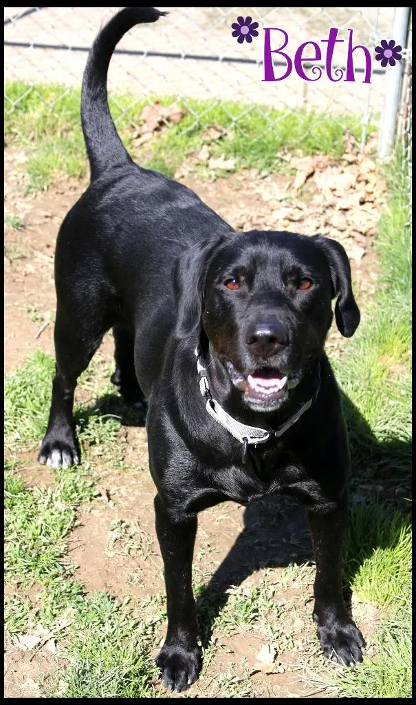 An adult large-sized female Labrador Retriever dog named Beth for adoption in Shippenville, PA