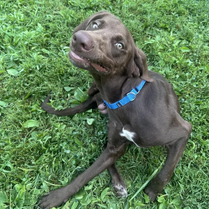 A young medium-sized male Brown / Chocolate German Shorthaired Pointer dog named Hunter for adoption in Mount Vernon, IN