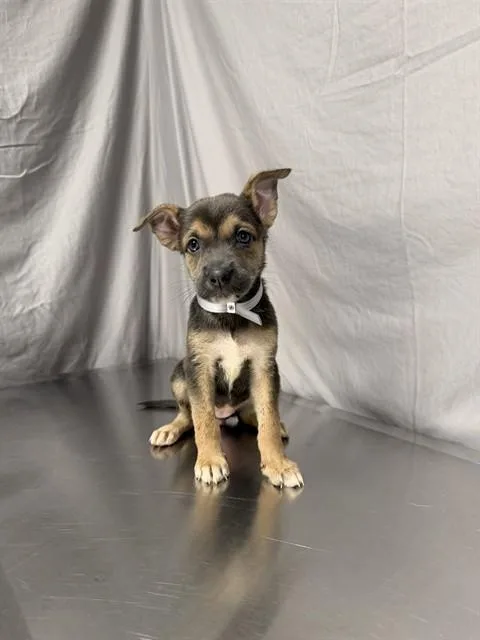 A baby small-sized female German Shepherd Dog dog named Honey for adoption in Agoura, CA